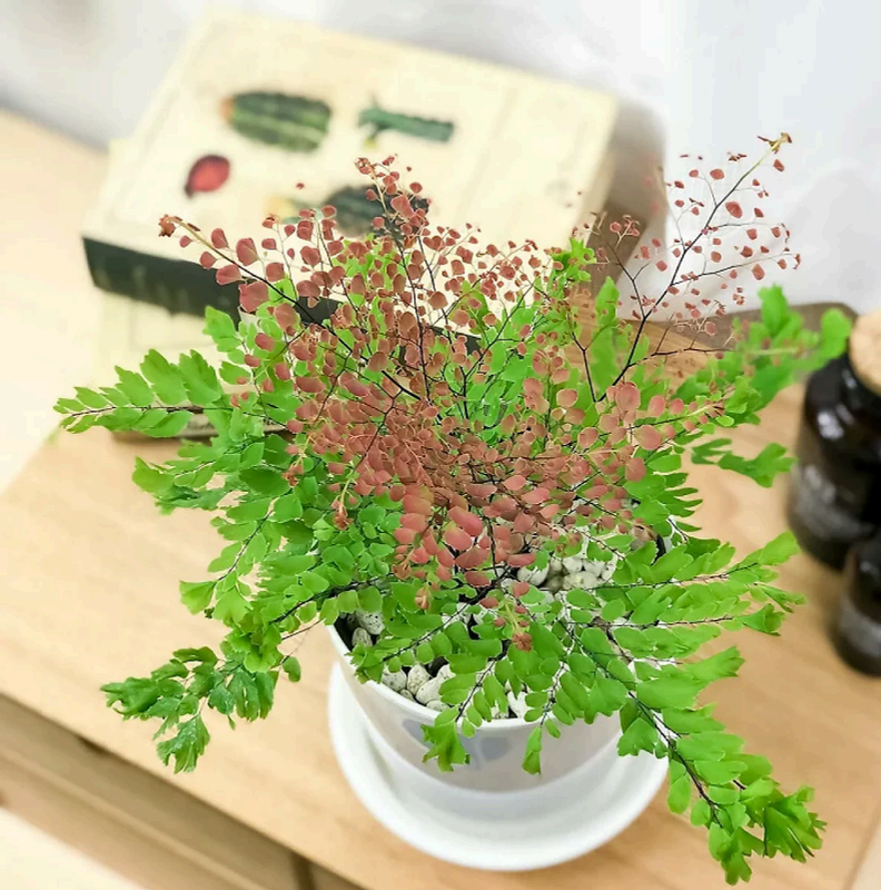 Peacock Fern Live Plant – Rare Starter TC Plant – Foliages India