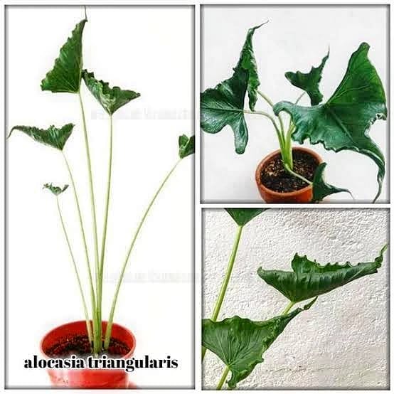 Alocasia Triangularis (Big)