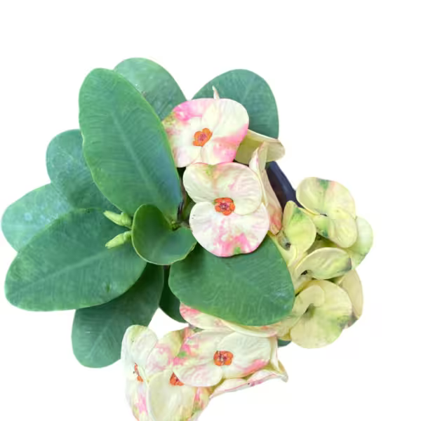 Euphorbia Milii Crown Of Thorns - E1