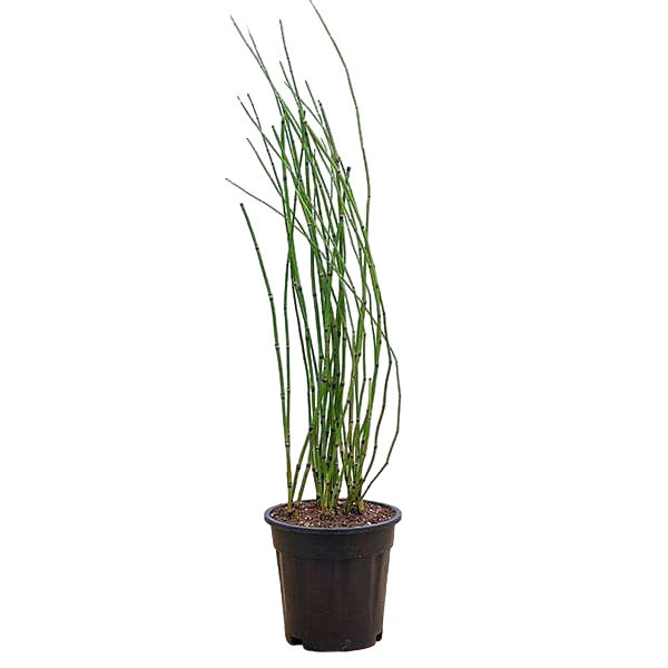 Water Bamboo, Equisetum - Plant (Water Bamboo)