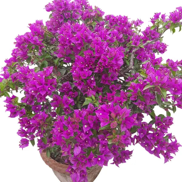 Vera Deep Purple Bougainvillea- All Season Flowering