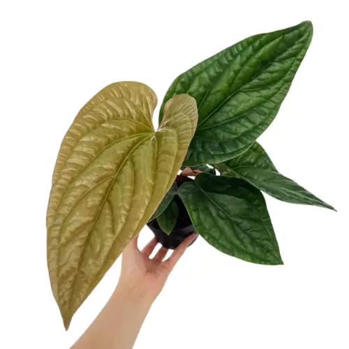 Anthurium Luxurians X Radicans leaf details and texture – healthy indoor plant