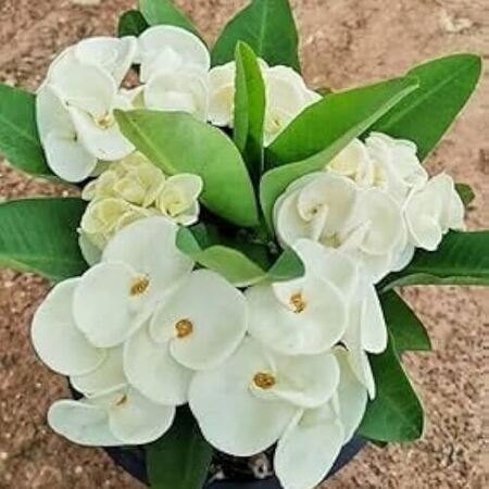 Euphorbia White Flowering Plant E2