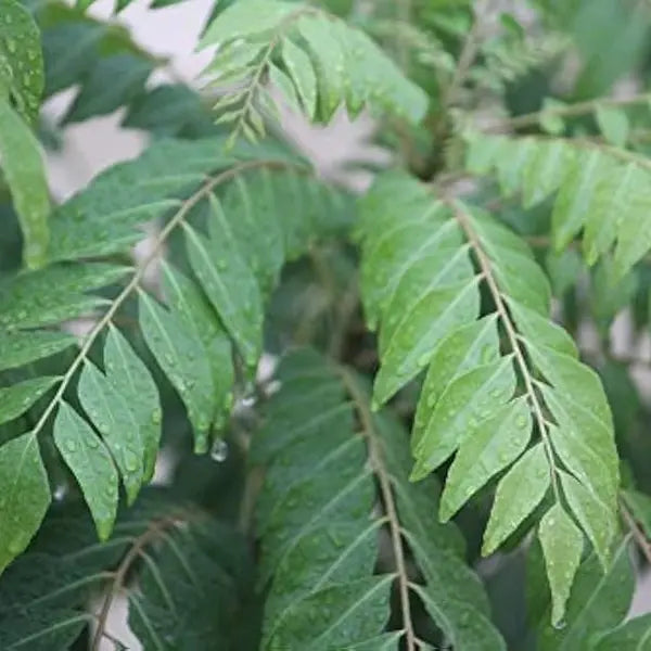 Curry Leaves (Murraya koenigii)