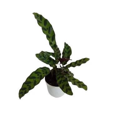 Calathiya Rattlesnake Plant