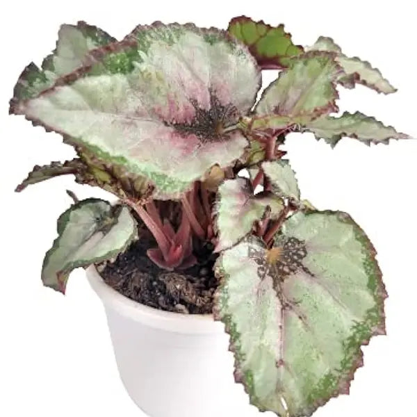 Rex Begonia Ballet