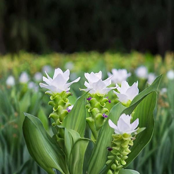 Curcuma White