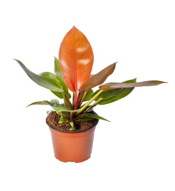 Philodendron orange splendor