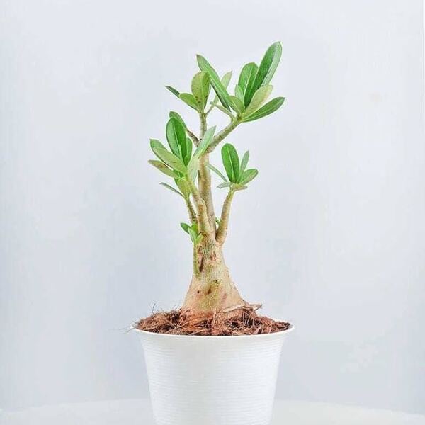 Adenium Plant-67