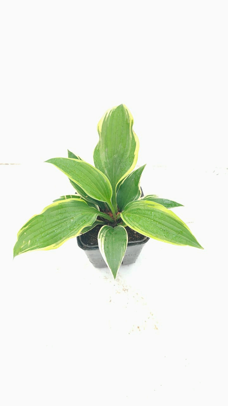 Hosta Funny Mouse foliage detail – healthy tissue culture houseplant – Foliages India