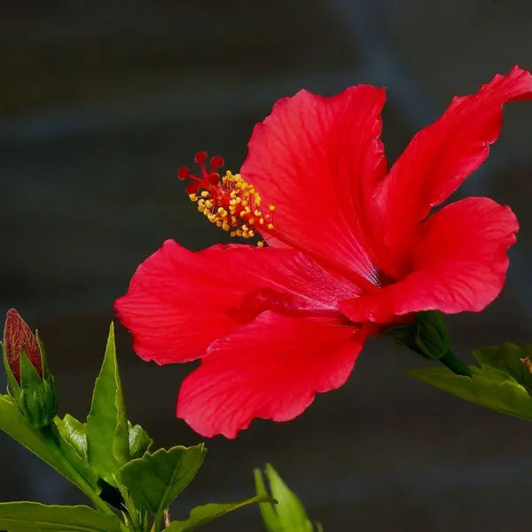 Hibiscus rosa-sinensis 'Brilliant'