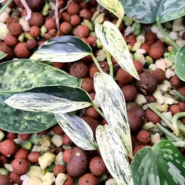 Scindapsus Mutiara Borneo - Super Rare