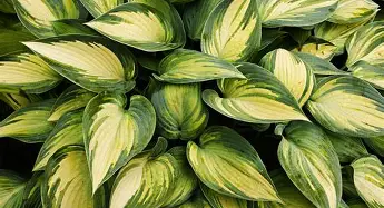 Hosta Funny Mouse Live Plant – Rare Starter TC Plant – Foliages India