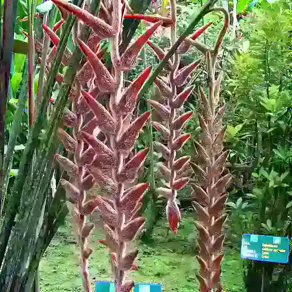 Heliconia Vellerigera