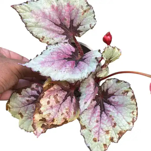 Rex Begonia First Blush