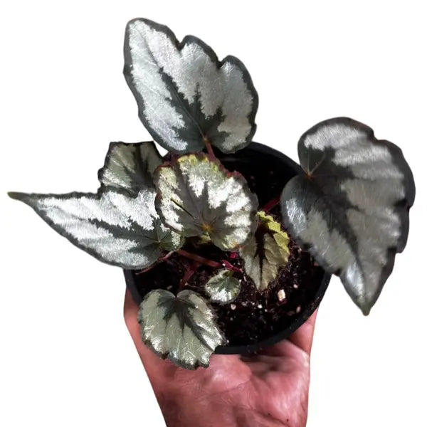 Rex Begonia 'Flirty Girl'
