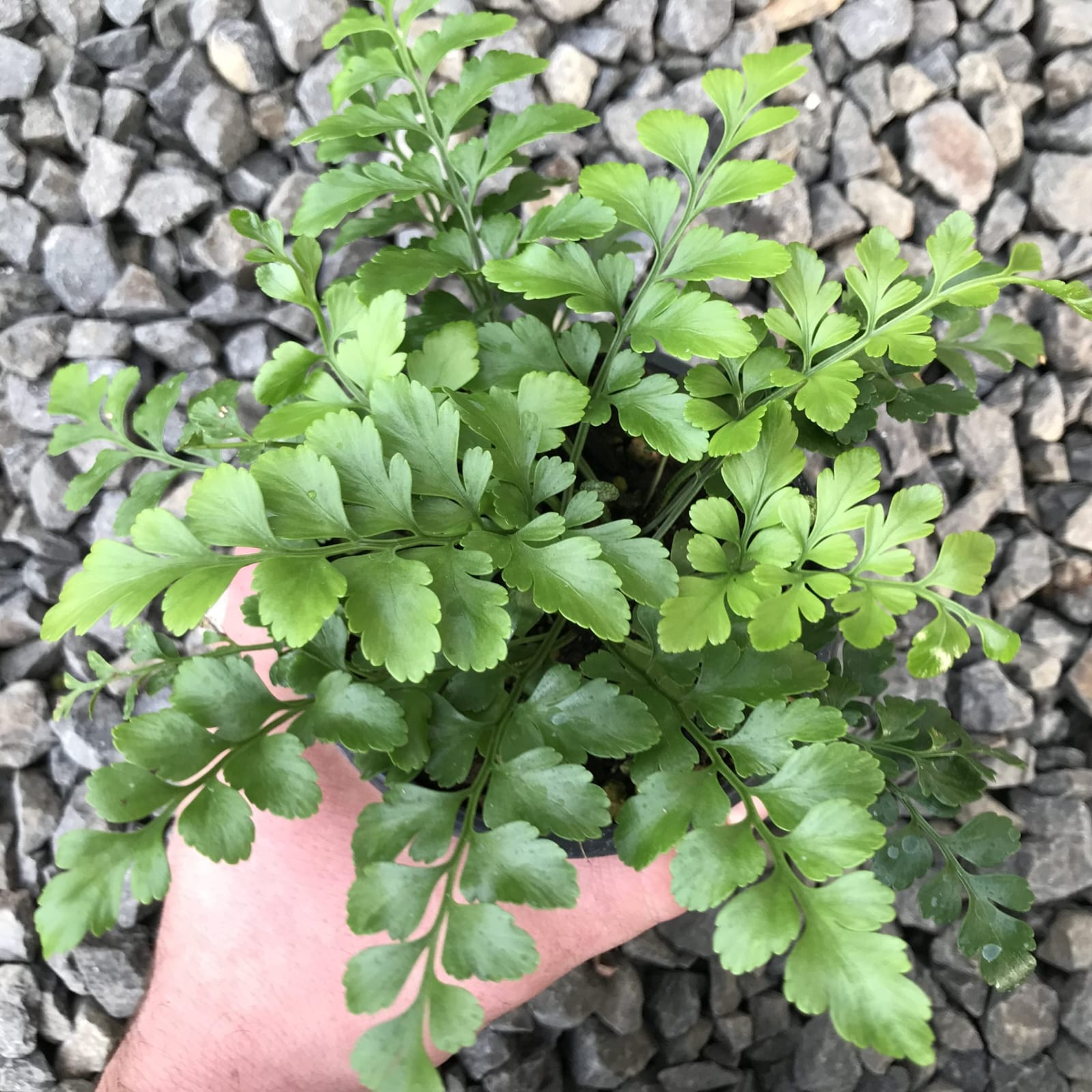 Asplenium Austral Gem leaf details and texture – healthy indoor plant