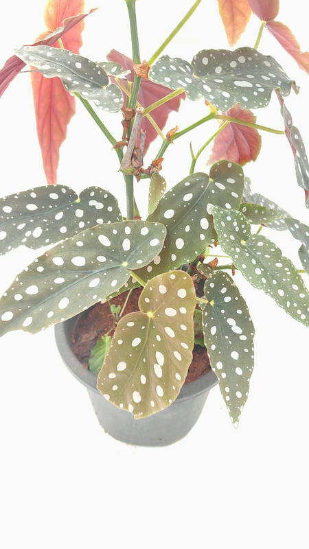 Begonia White Ice foliage detail – healthy tissue culture houseplant – Foliages India