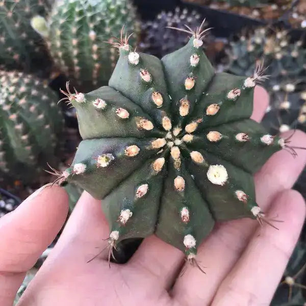 Gymnocalycium mihanovichii