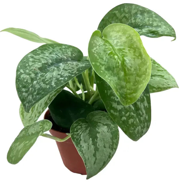 SCINDAPSUS PICTUS SILVER SPLASH - Rare