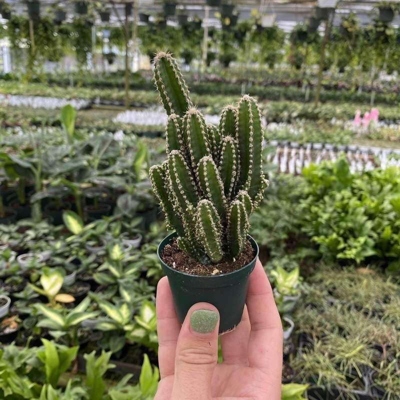 Triangle Cactus (Acanthocereus tetragonus)