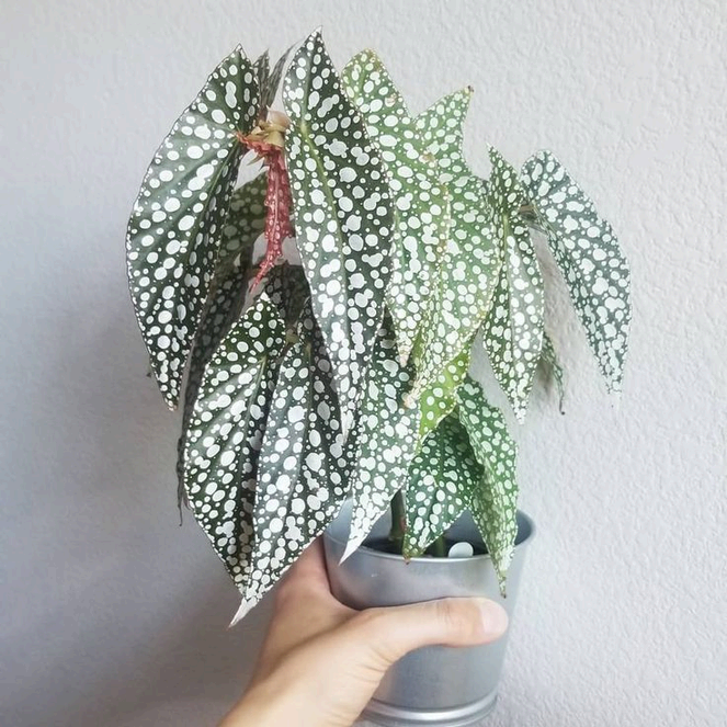 Begonia White Ice Live Plant – Rare Starter TC Plant – Foliages India