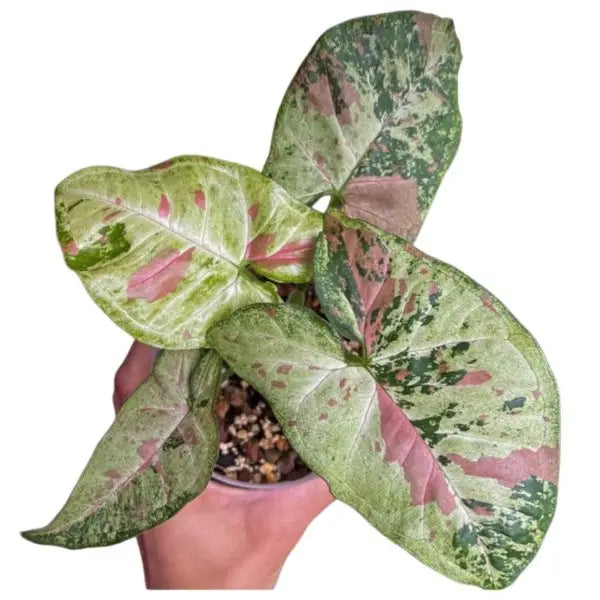 Syngonium Confetti Tricolor - Rare