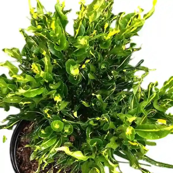 Codiaeum Twist and Point