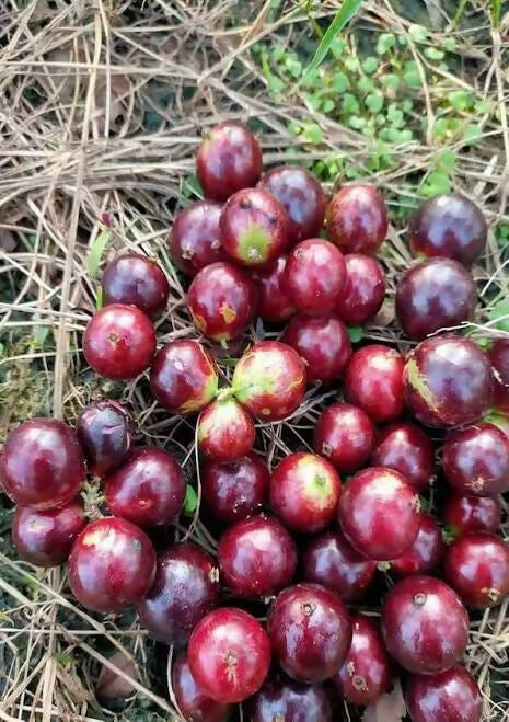 Big Red Pouch Jaboticaba – Live Grafted - Keyfarm Wayanad