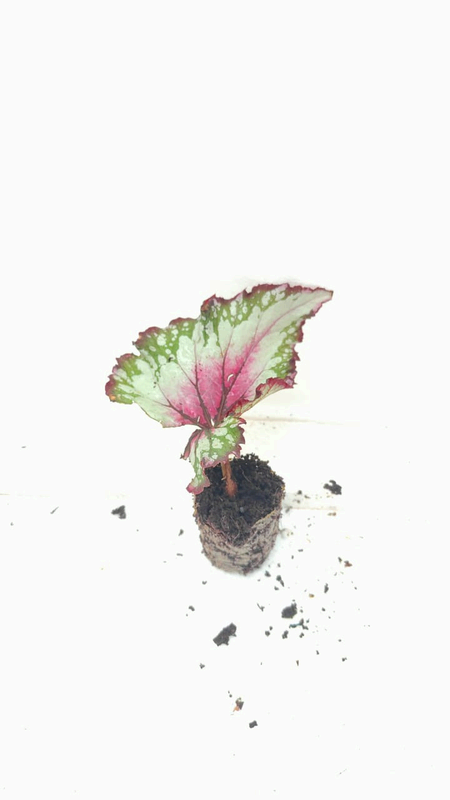 Begonia Purple Blush Live Plant – Rare Starter TC Plant – Foliages India