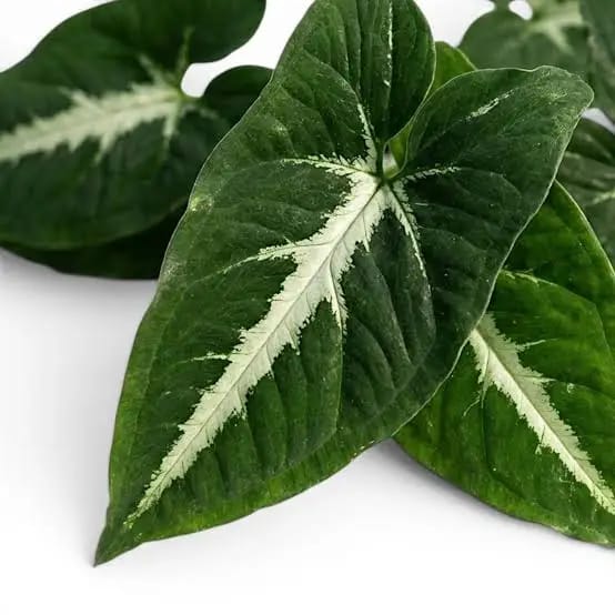 Syngonium Wendlandii leaf details and texture – healthy indoor plant