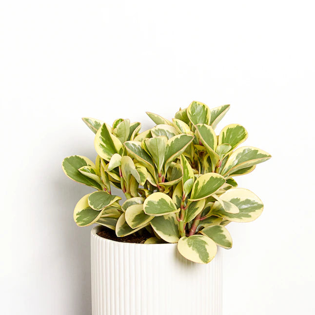 Baby Rubber Plant yellow