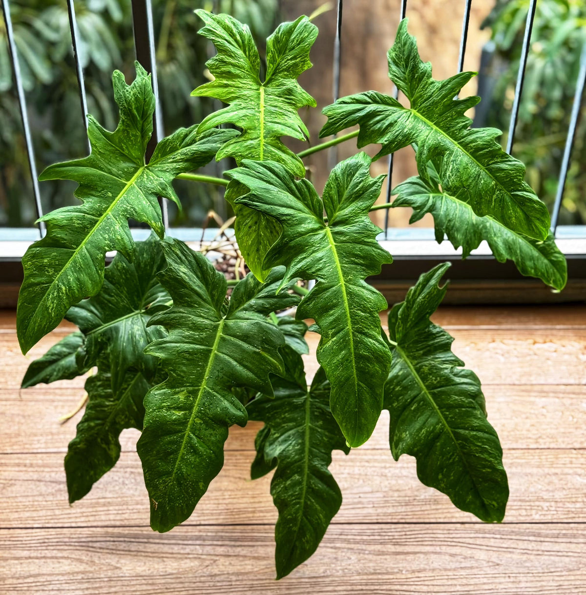 fiddle philodendron Philodendron lime Fiddle – Foliages.in