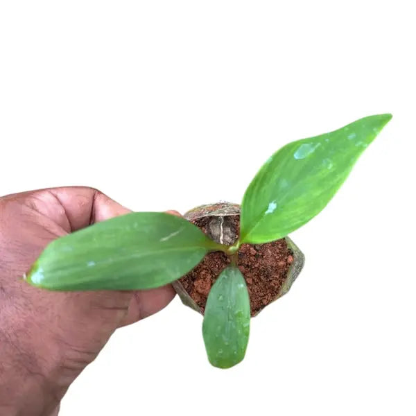 Chenkadali Banana