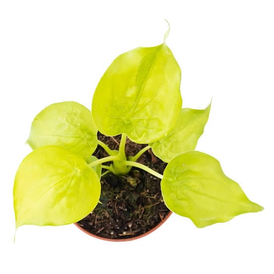Alocasia Cucullata Golden potted indoor plant – ships pan-India