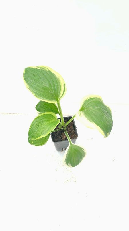 Ethereal Hosta foliage detail – healthy tissue culture houseplant – Foliages India
