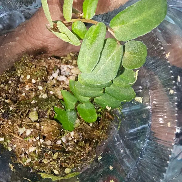 Marcgravia sp. Red - Umbellata