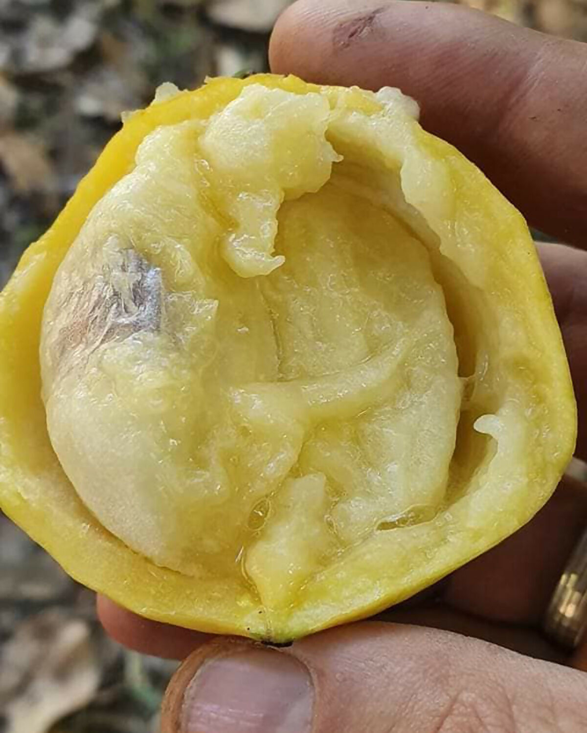 Mexican Garcinia Fruit Plants (Luc's) (Garcinia mexicana)