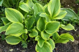 Ethereal Hosta Live Plant – Rare Starter TC Plant – Foliages India