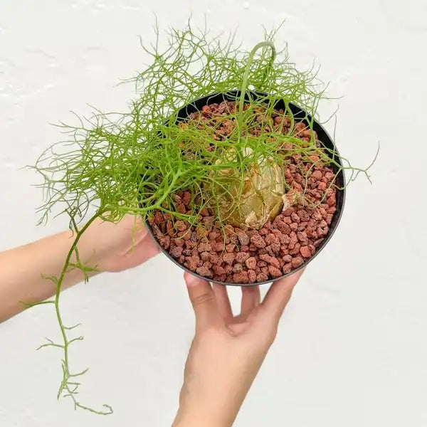 Bowiea Volubilis, Climbing Onion - Bulb
