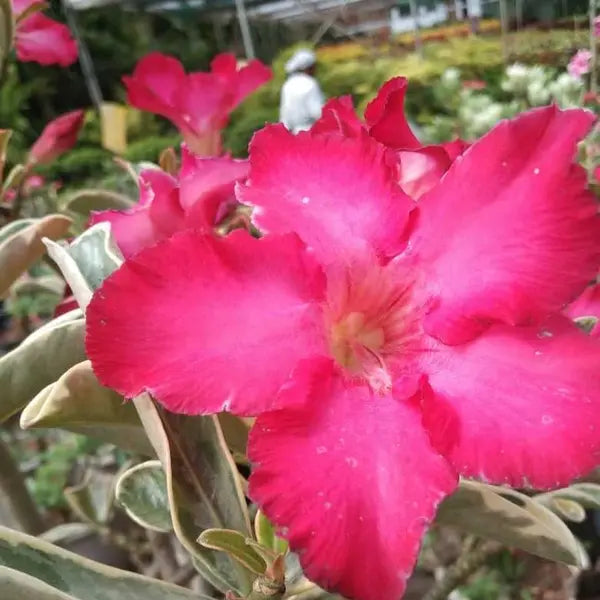 Adenium Plant - 49