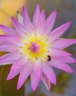 Nymphaea Blue whistle and June Allison combo ( 2 plants)