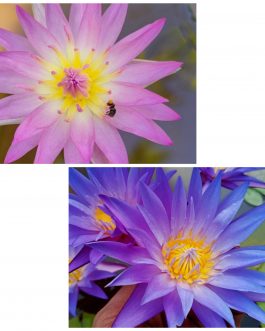 Nymphaea Blue whistle and June Allison combo ( 2 plants)
