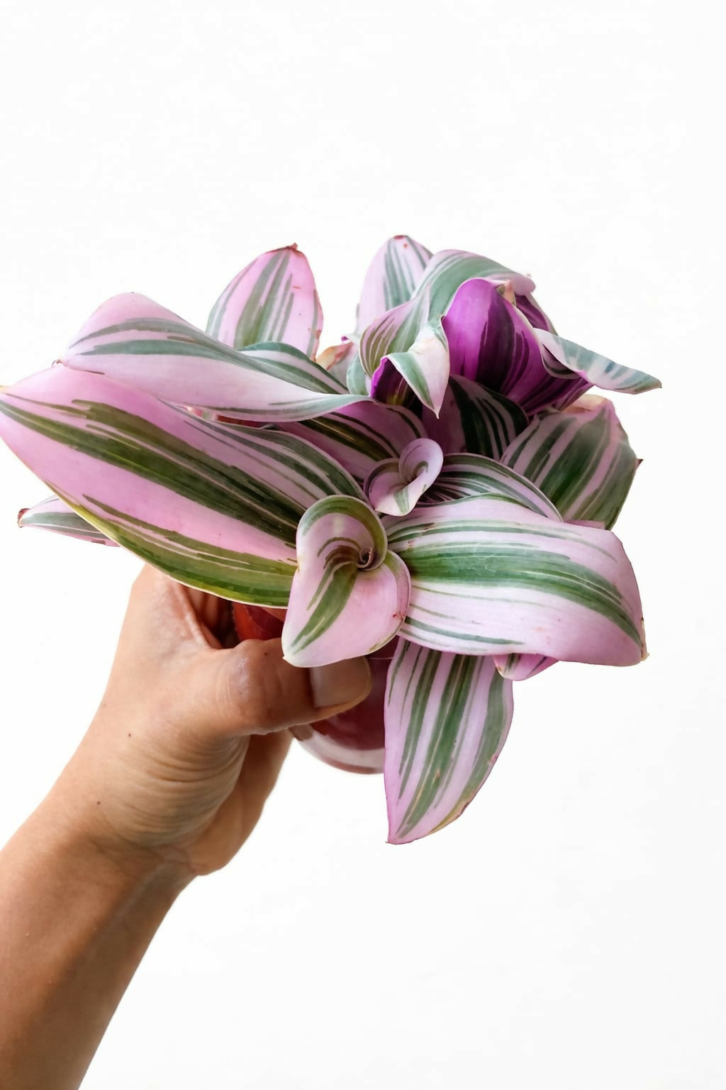 Tradescantia Nanouk Variegated Indoor Plant