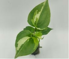 Anthurium Renaissance Variegated