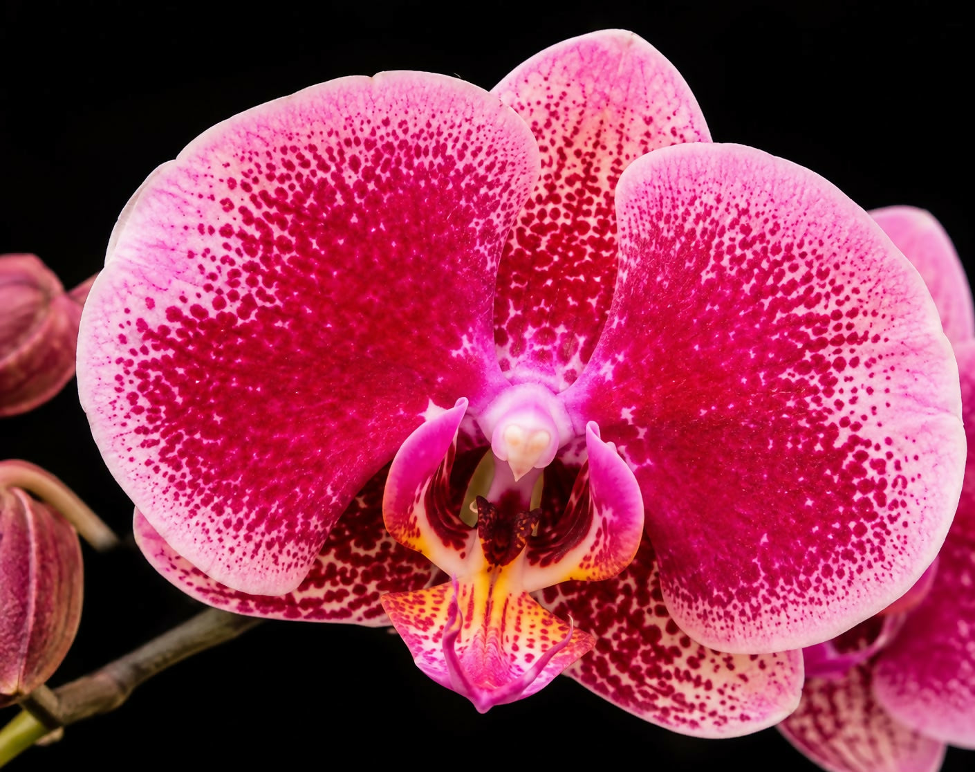 Phalaenopsis-1769