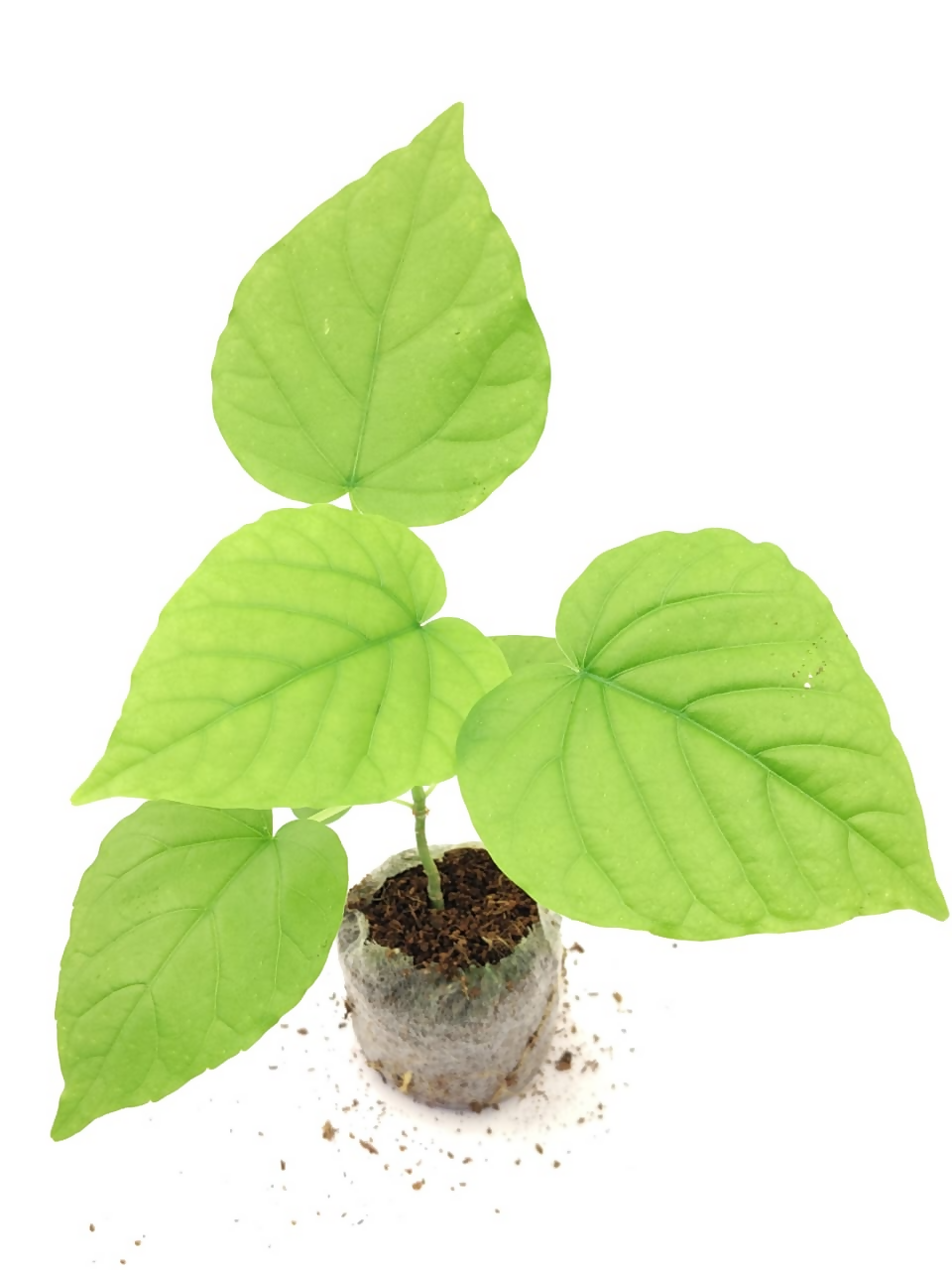 Ficus umbellata – Rare Jiffy TC Plant - Ethereal DNA