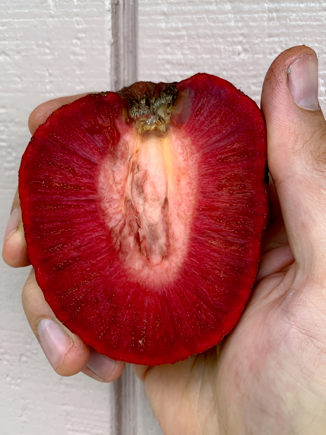 African Red Peach Live Plant (Nauclea latifolia)