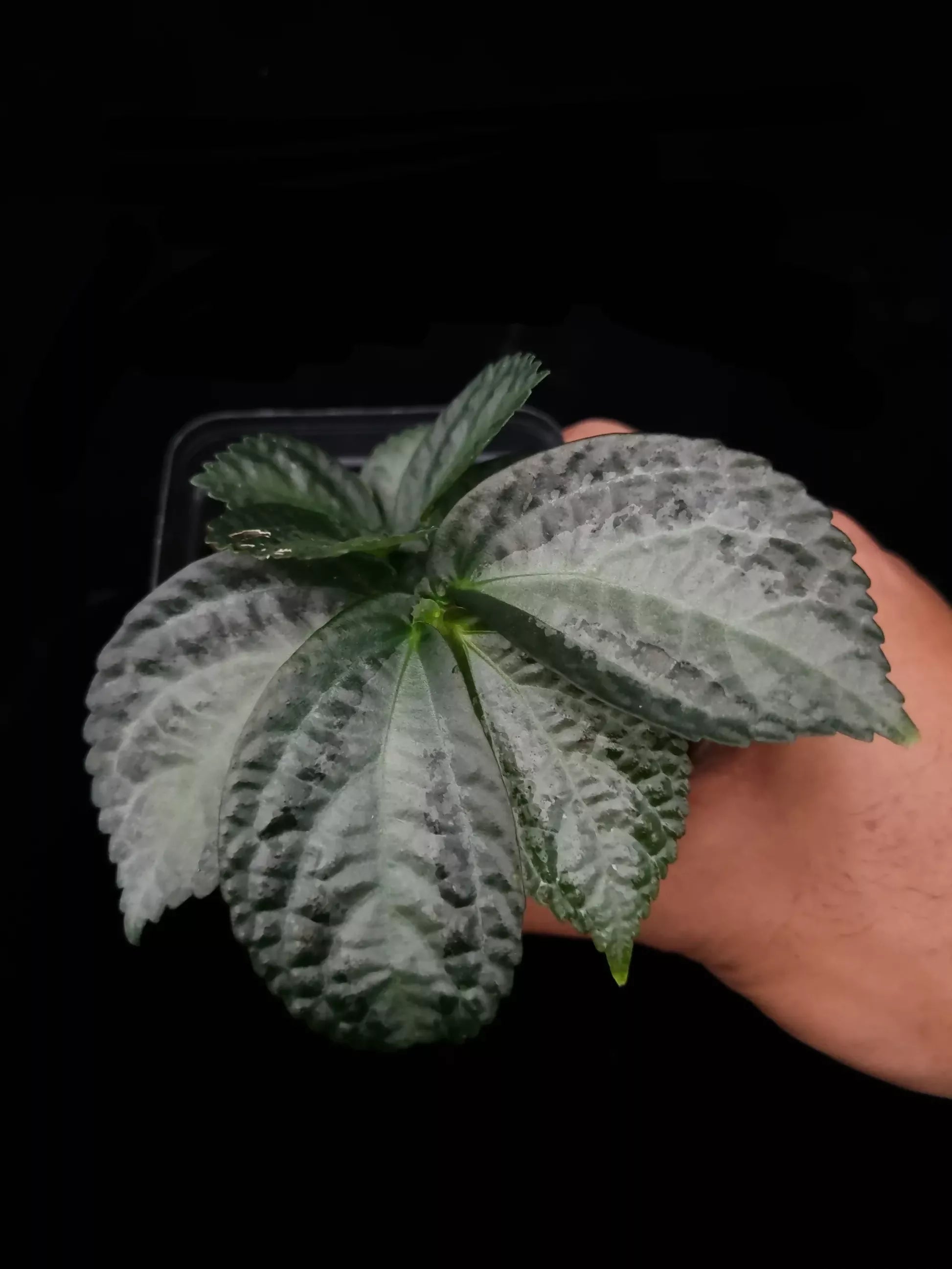 Elatostema/ pilea Var 7