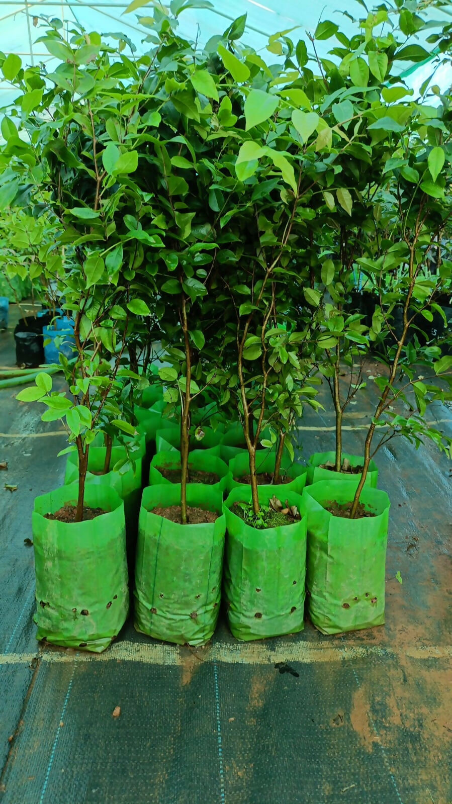 Red Hybrid Jaboticaba – Live Grafted - Keyfarm Wayanad